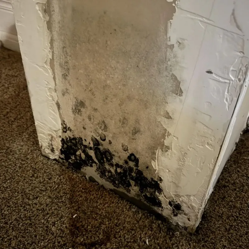 Professional Mold Removal in Reading, MI